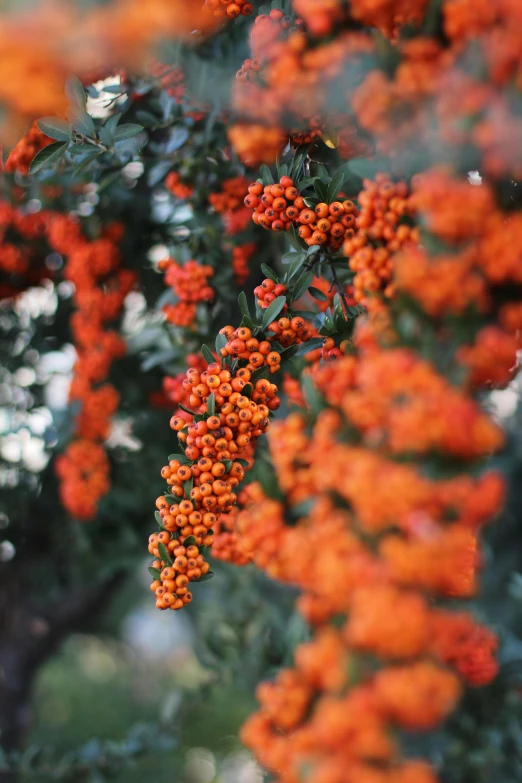 a bunch of orange berries hanging from a tree, inspired by Elsa Bleda, trending on unsplash, ✨🕌🌙, vibrant corals, фото девушка курит, color corrected