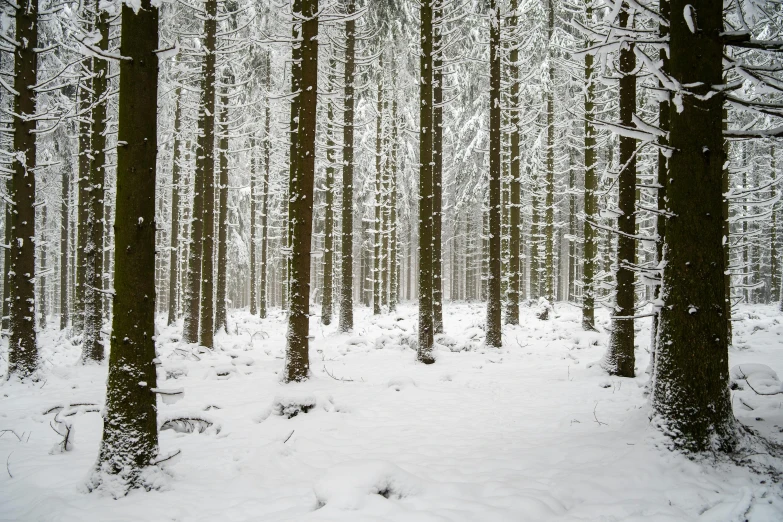 a snow covered forest filled with lots of trees, photograph, ((trees))