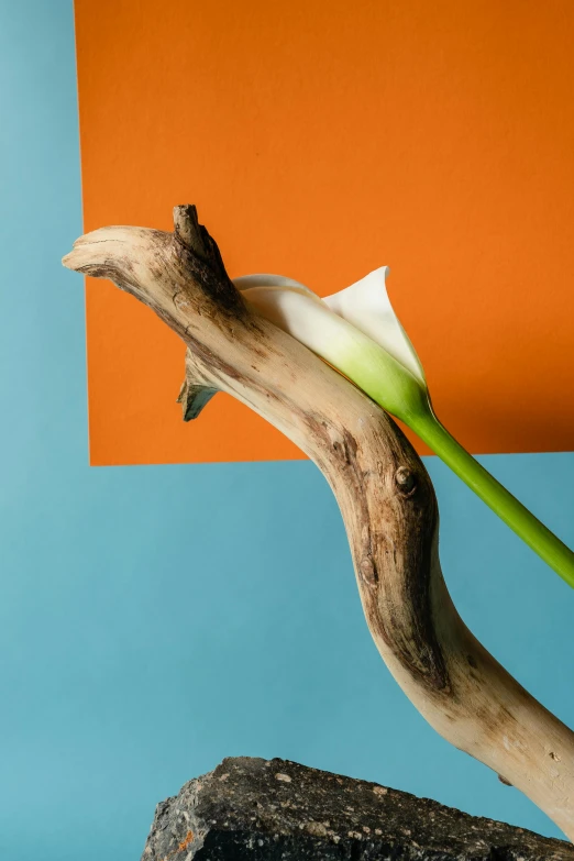 a white flower sitting on top of a wooden branch, an abstract sculpture, inspired by Robert Mapplethorpe, chartreuse and orange and cyan, lily frank, promo photo, stems