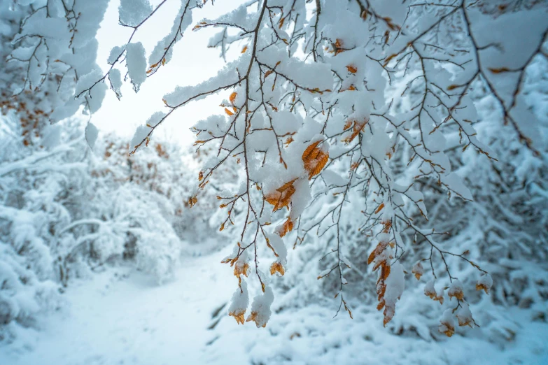 a forest filled with lots of snow covered trees, by Jessie Algie, pexels contest winner, branches and foliage, white and orange, album, blue