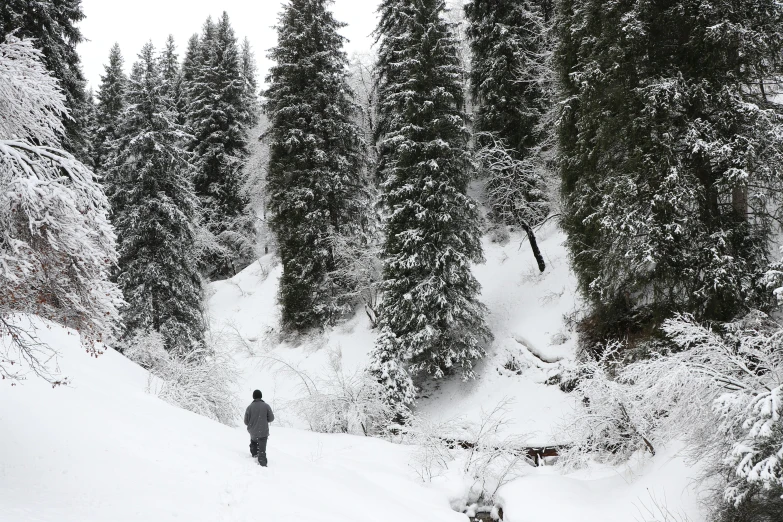 a man riding a snowboard down a snow covered slope, a photo, by Muggur, hurufiyya, walking through a lush forest, photographed for reuters, grey, located in hajibektash complex