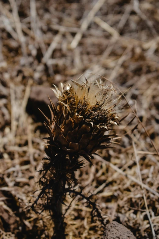 a plant that is sitting in the dirt, a macro photograph, by David Simpson, land art, thistle, brown, cone