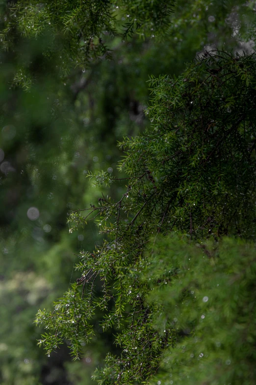 a giraffe walking through a lush green forest, by Jan Tengnagel, hurufiyya, detailed droplets, maritime pine, unfocused, cinematic shot ar 9:16 -n 6 -g