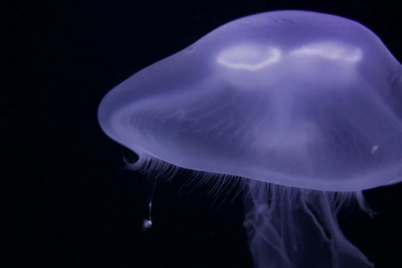 a jellyfish floating in the dark water, unsplash, soft purple glow, 2022 photograph, liquid headdress, blue whale