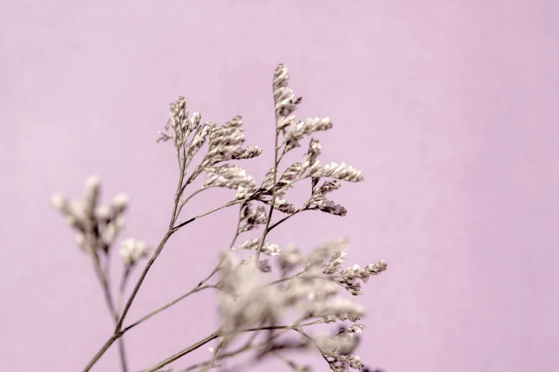 a vase filled with white flowers on top of a table, a macro photograph, trending on pexels, aestheticism, mauve background, dry grass, silver，ivory, pastel palette silhouette
