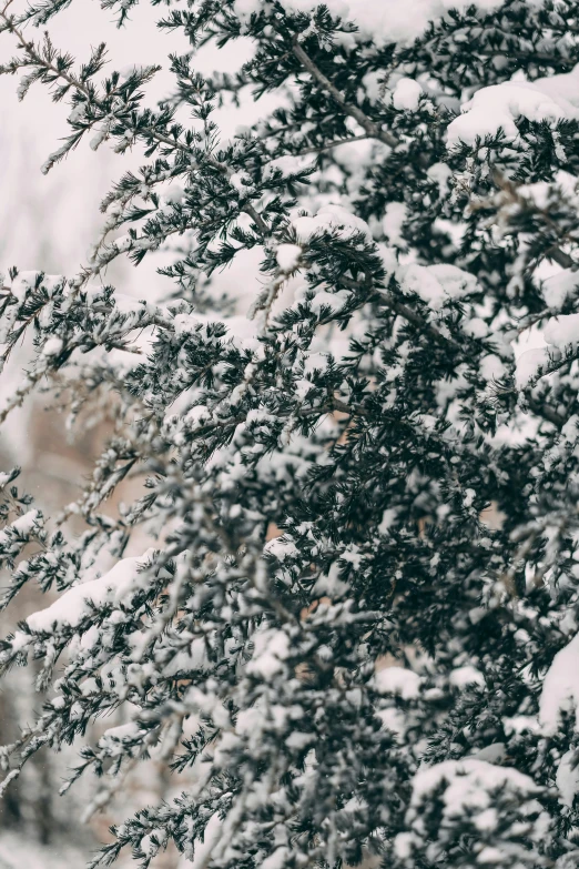 a red fire hydrant sitting next to a tree covered in snow, trending on unsplash, grey, zoomed in shots, wild foliage, 🌲🌌