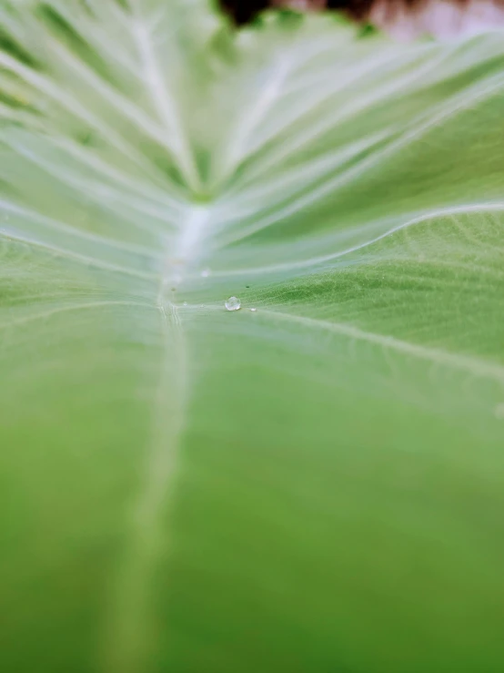 a close up of a leaf of a plant, by Jessie Algie, unsplash, datura, dewdrops, soft green natural light, taken on iphone 1 3 pro