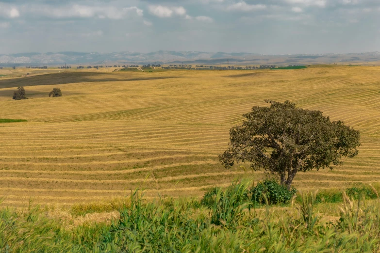 a lone tree in the middle of a field, pexels contest winner, land art, israel, panorama distant view, farms, grain”