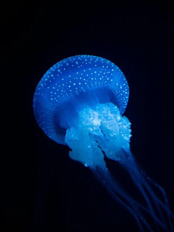 a jellyfish is glowing blue in the dark, a hologram, unsplash contest winner, ((blue)), made of glowing wax, 8k octan photo