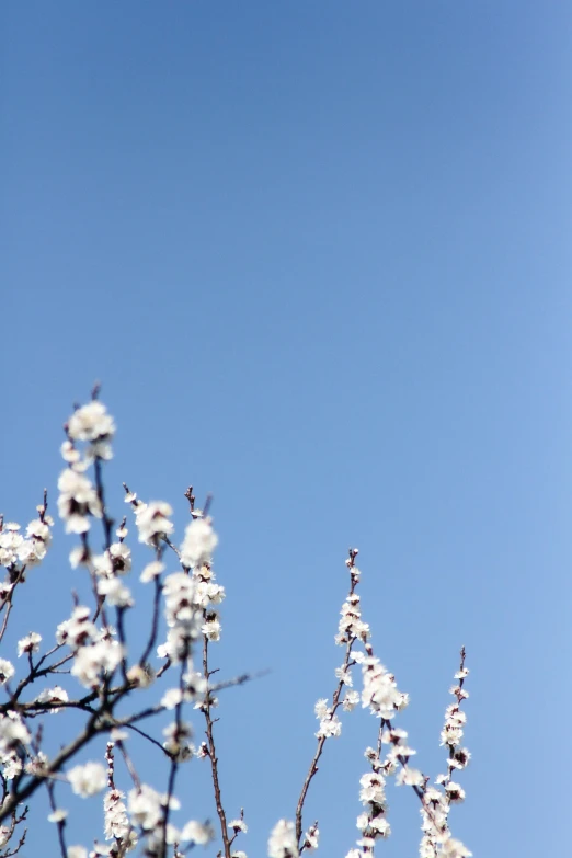 a tree with white flowers against a blue sky, an album cover, by Niko Henrichon, trending on unsplash, minimalism, almond blossom, loosely cropped, 15081959 21121991 01012000 4k, medium format. soft light