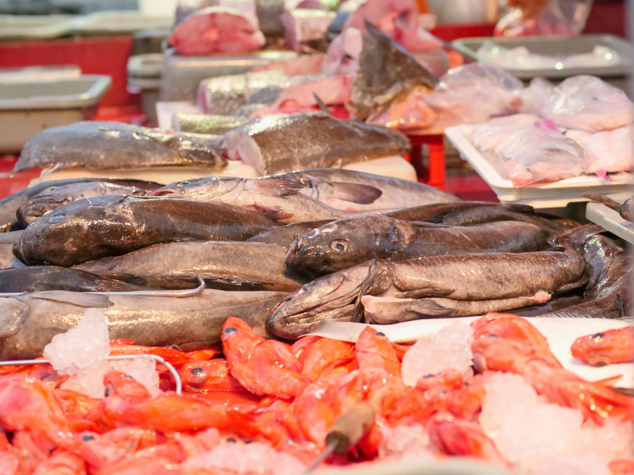 a table topped with lots of different types of fish, by Anna Findlay, pexels, renaissance, stood in a supermarket, seen from below, slightly tanned, cityscape