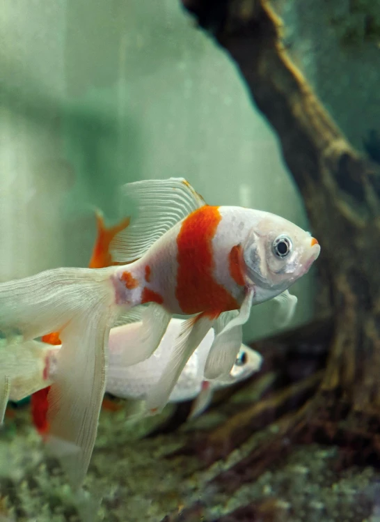 a close up of a fish in a tank, trending on reddit, photorealism, orange and white, two male, reds), but very good looking”