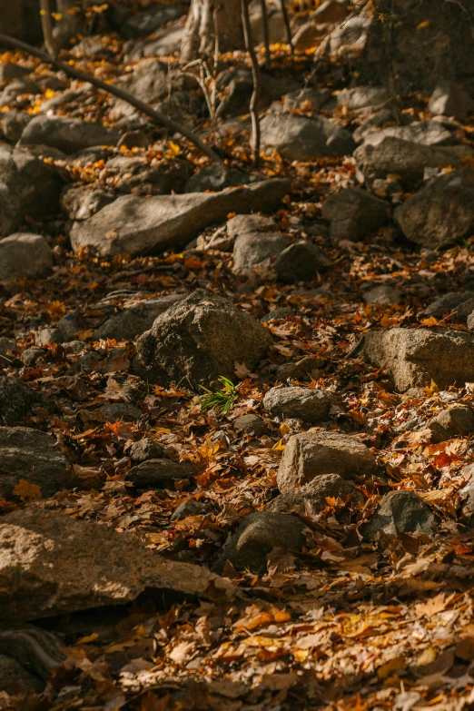 a red fire hydrant sitting on top of a pile of rocks, inspired by Elsa Bleda, trending on unsplash, land art, golden leaves, a beautiful pathway in a forest, today\'s featured photograph 4k, camouflaged gear