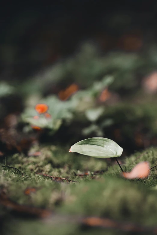 a small leaf sitting on top of a moss covered ground, a macro photograph, by Elsa Bleda, unsplash, miniature forest, medium long shot, in the jungle. bloom, wandering