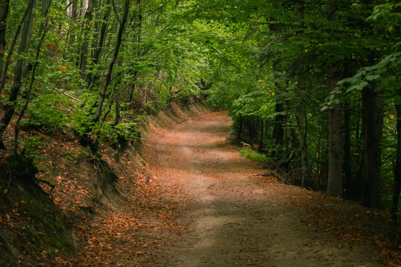 a dirt road in the middle of a forest, slide show, fan favorite, wide greenways, brown