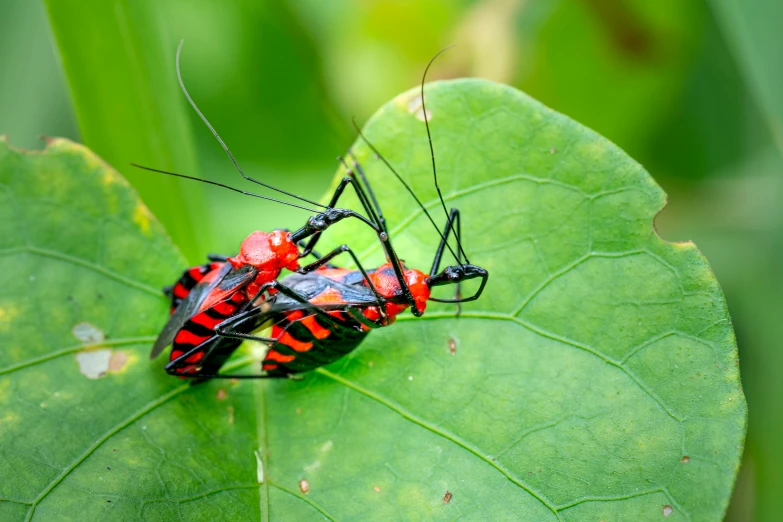 a couple of bugs sitting on top of a leaf, pexels contest winner, making out, vibrant foliage, thumbnail, high-angle