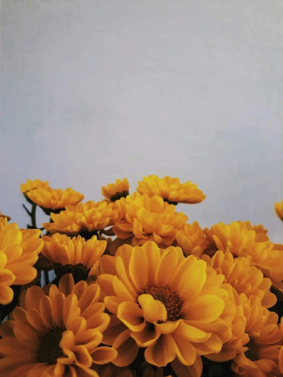 a bunch of yellow flowers in a vase, an album cover, unsplash, low quality photo, taken on iphone 1 3 pro, full frame image, chrysanthemums