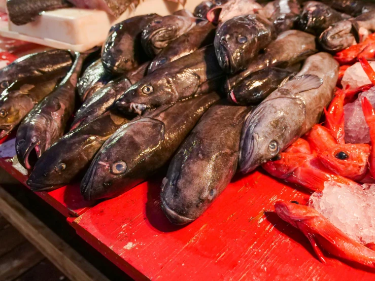 a table topped with lots of different types of fish, by Julia Pishtar, gulper eel, trending on markets, profile image, close-up photo
