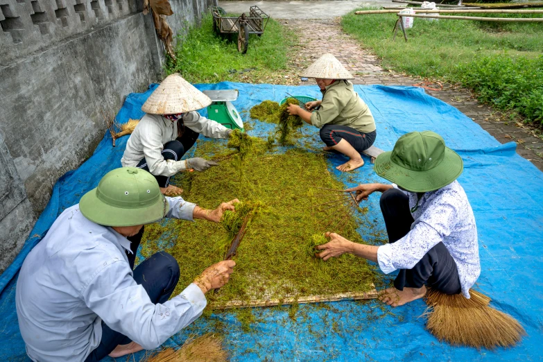 a group of people sitting on top of a blue tarp, dried herbs, ao dai, green flush moss, filling the frame