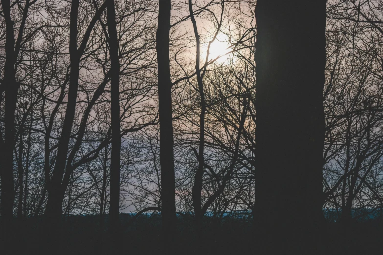 the sun is shining through the trees in the woods, a picture, inspired by Elsa Bleda, unsplash, tonalism, looking at the full moon, looking out a window, silhouette :7, ((trees))