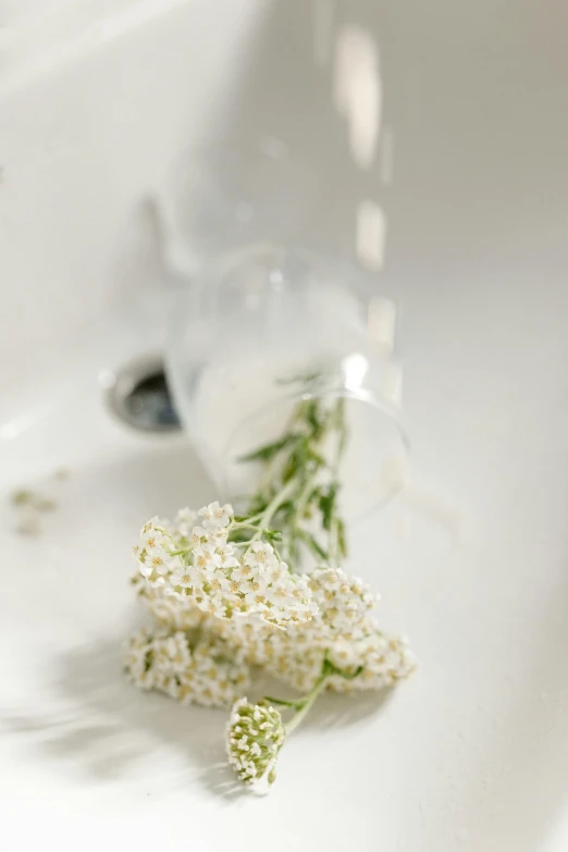 a close up of a flower on a sink, by Ruth Simpson, renaissance, gypsophila, porcelain organic, crisp and clear, detailed product shot