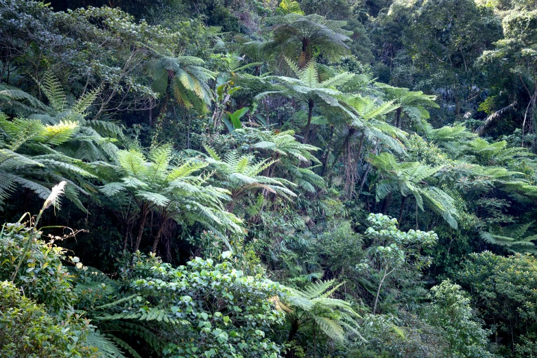 a lush green forest filled with lots of trees, by Elizabeth Durack, flickr, sumatraism, mountain plants, avatar image, 2000s photo, fan favorite