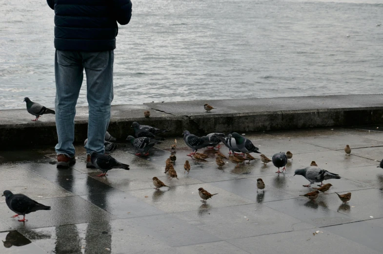 a man standing in front of a flock of birds, pexels contest winner, hyperrealism, people outside eating meals, wet pavement, gazing at the water, martin parr