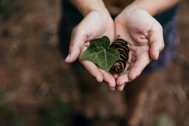 a person holding a leaf and a pine cone, pexels contest winner, environmental art, avatar image, children's, found objects, eucalyptus