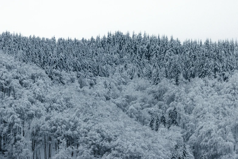 a herd of cattle standing on top of a snow covered forest, by Werner Gutzeit, pexels contest winner, made in tones of white and grey, view from far away, panorama, detailed forest