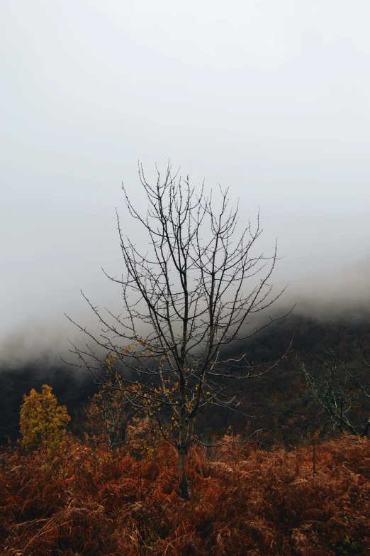 a lone tree sitting on top of a lush green hillside, a picture, unsplash, spooky autumnal colours, gray fog, caledonian forest, withered