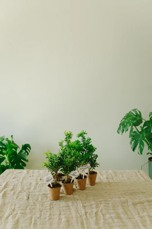 a table topped with potted plants on top of a wooden table, a still life, unsplash, plain background, linen canvas, model trees, natural mini gardens