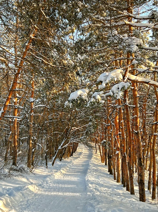 a snow covered path in the middle of a forest, inspired by Ivan Shishkin, pexels contest winner, golden sunlight, today\'s featured photograph 4k, panorama, pine