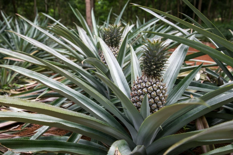 a bunch of pineapples growing in a field, by Elizabeth Durack, unsplash, hurufiyya, in a tropical forest, avatar image