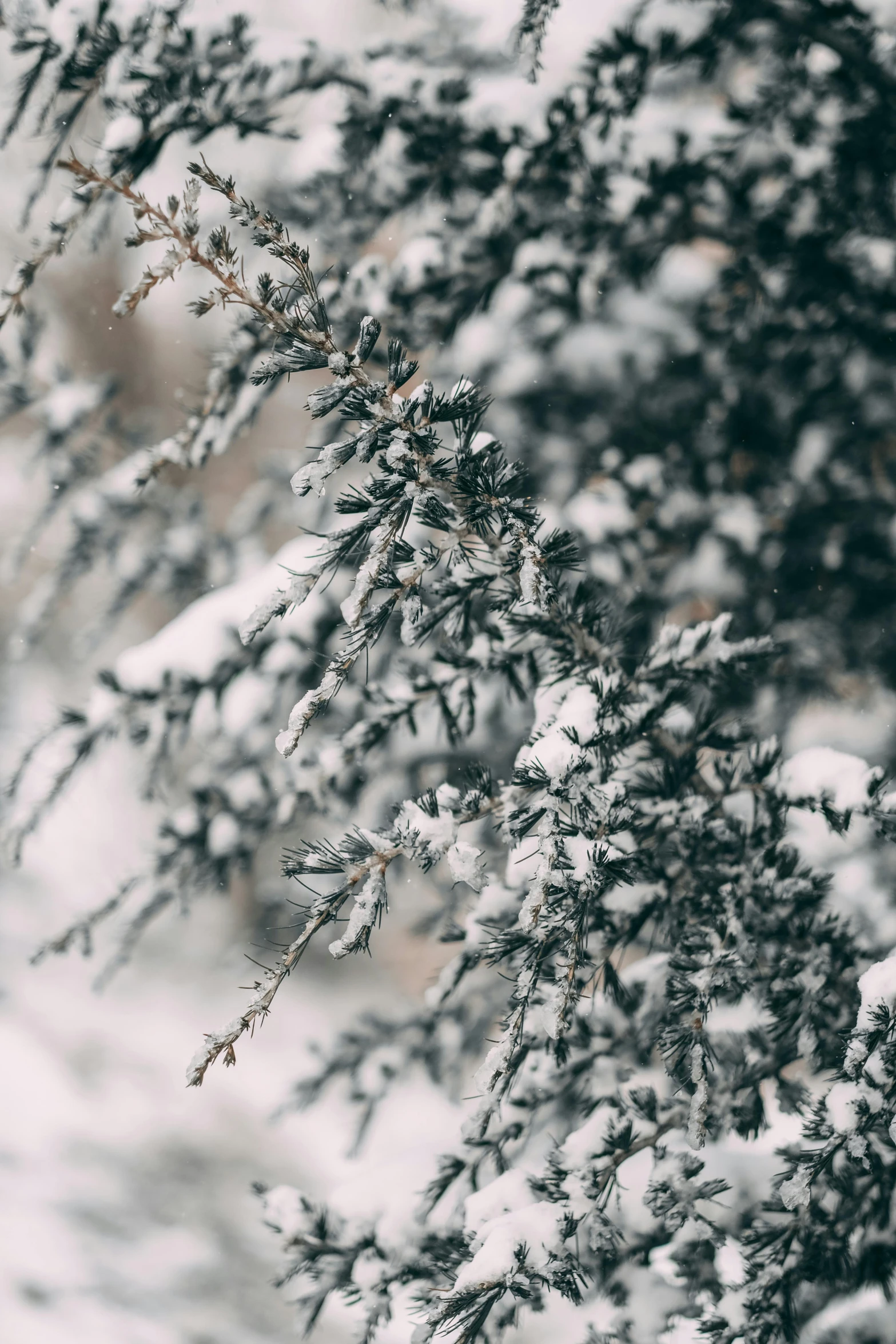 a close up of a tree covered in snow, by Adam Marczyński, trending on unsplash, show, grey, evergreen, with soft bushes