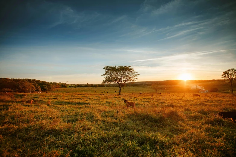 a herd of animals standing on top of a lush green field, by Peter Churcher, pexels contest winner, land art, sunset panorama, big island, sunny amber morning light, farming