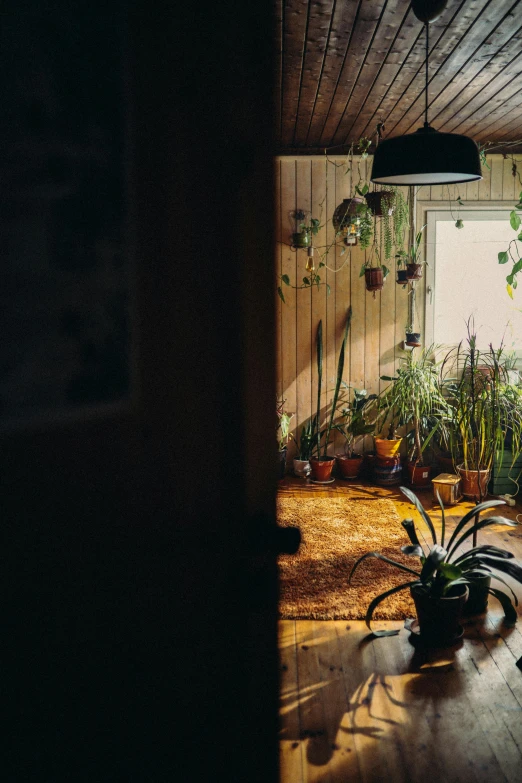 a room filled with lots of potted plants, a portrait, inspired by Elsa Bleda, unsplash contest winner, wide shot of a cabin interior, late afternoon sun, soviet apartment, shot on sony a 7