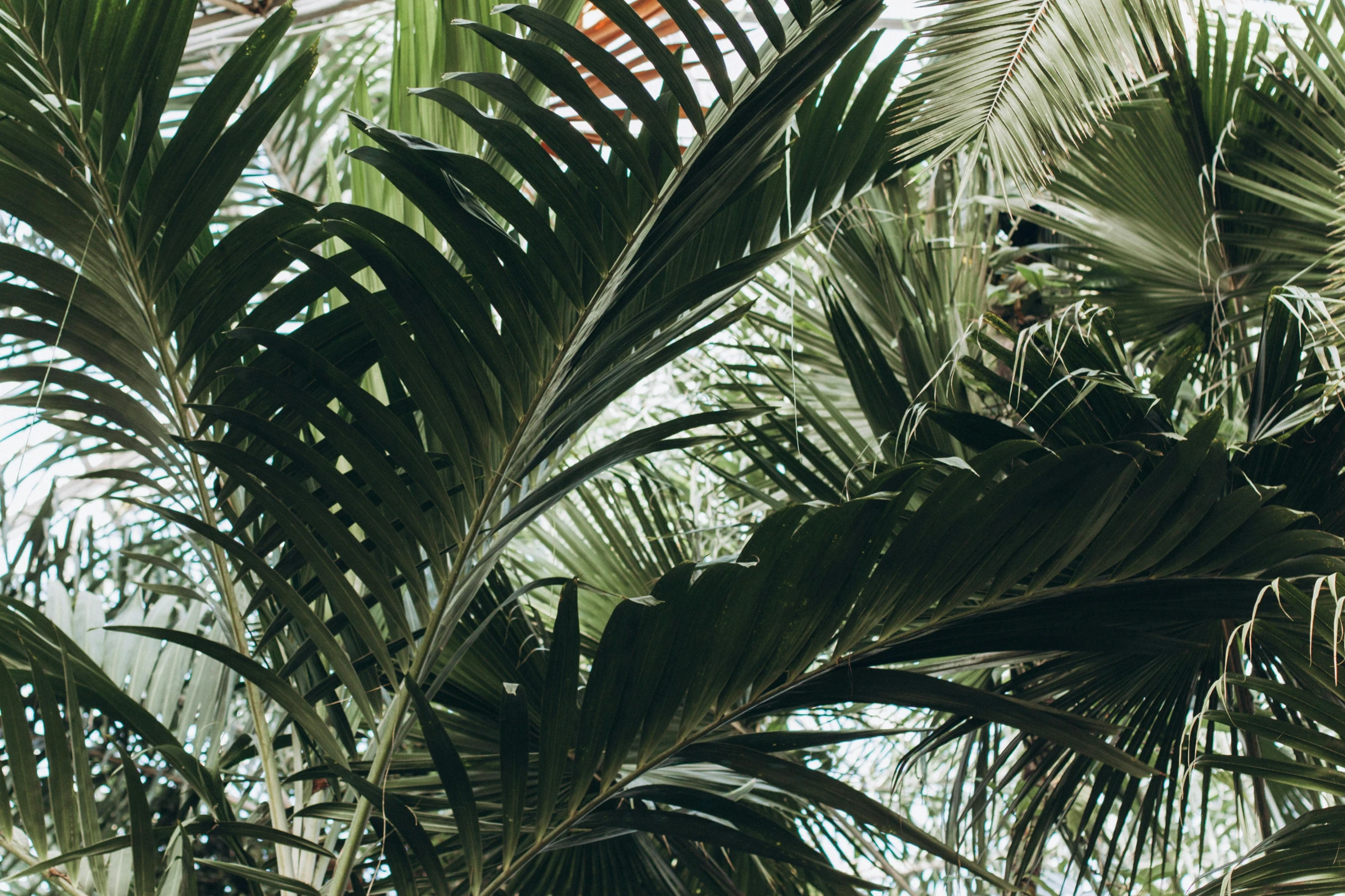 a group of palm trees in a greenhouse, trending on unsplash, tropical bird feathers, wild foliage, dried leaves, lush forests