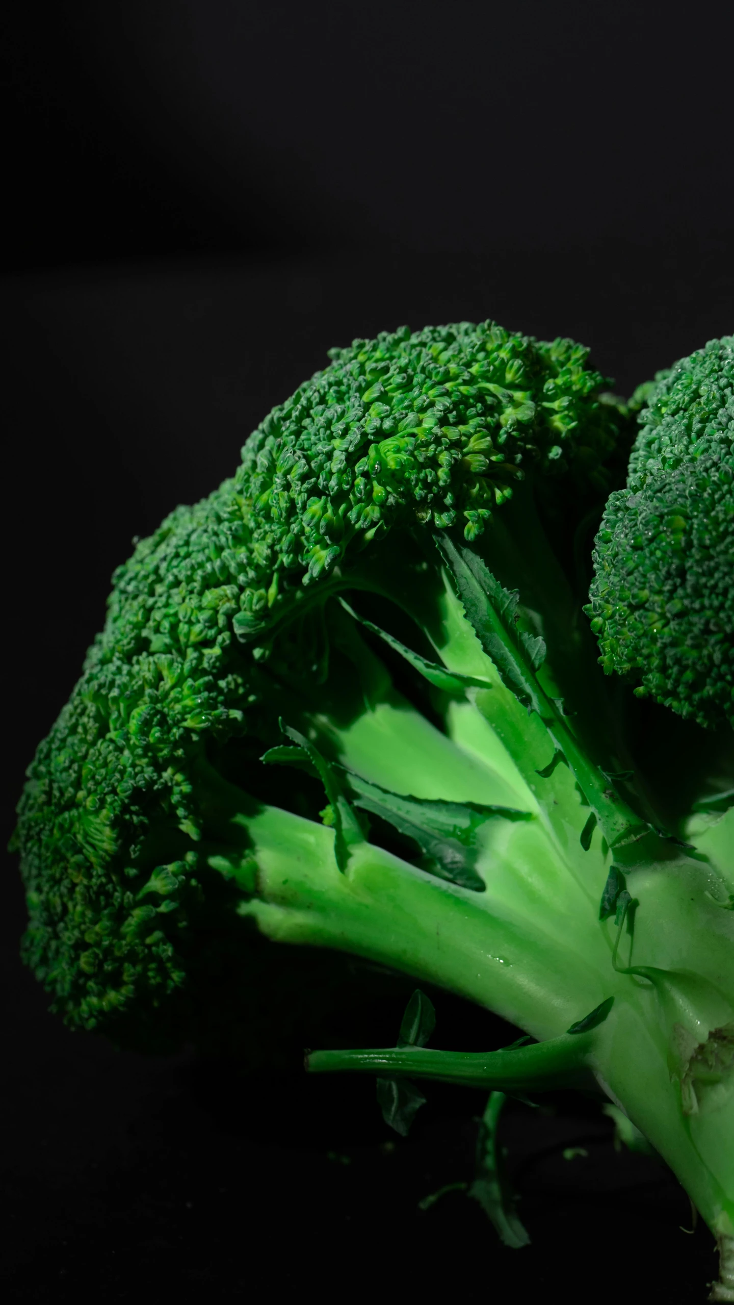 a close up of a piece of broccoli on a table, an album cover, by Dave Allsop, pexels, on black background, 15081959 21121991 01012000 4k, 300mm, salad