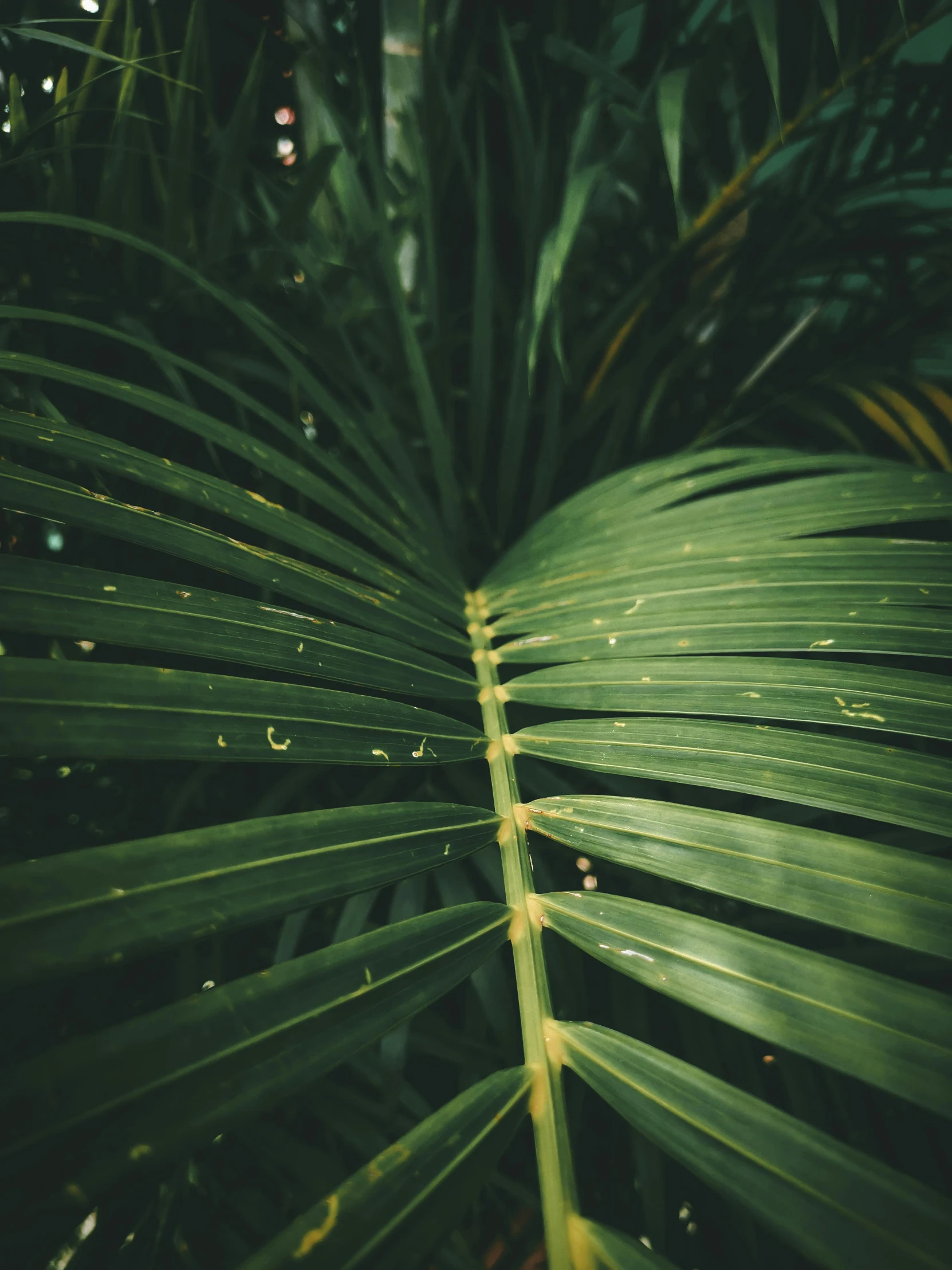 a close up of a leaf of a palm tree, inspired by Elsa Bleda, trending on unsplash, hurufiyya, low quality photo, multiple stories, lo fi, made of bamboo