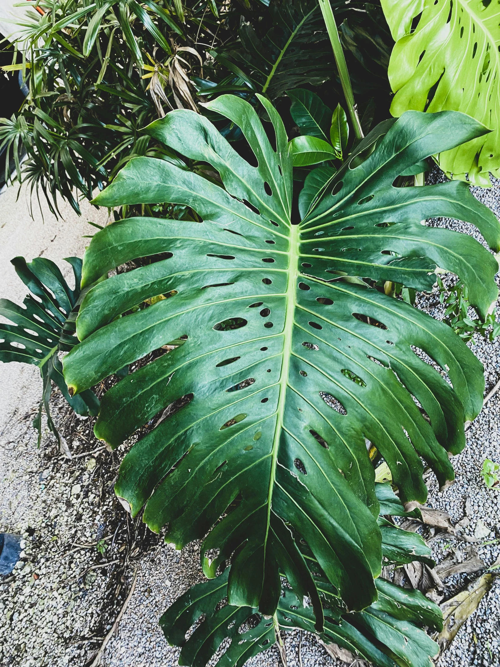 a large green leaf sitting on top of a sidewalk, tropical houseplants, holding a 🛡 and an 🪓, instagram picture, flattened