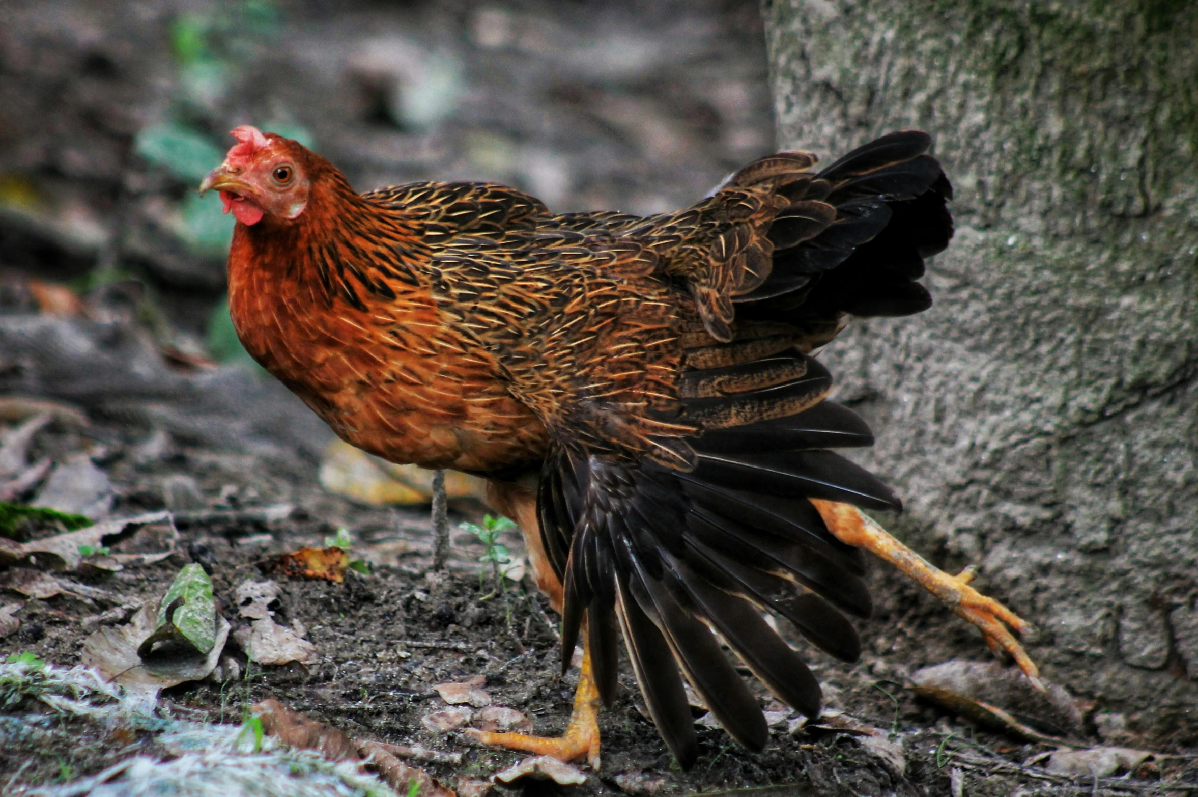 a rooster standing on the ground next to a tree, pexels contest winner, renaissance, tail raised, mid 2 0's female, moulting, chicken