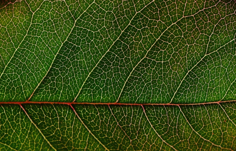 a close up view of a green leaf, a macro photograph, inspired by Jan Rustem, renaissance, thin red veins, shot on hasselblad, intricately defined, back - lit