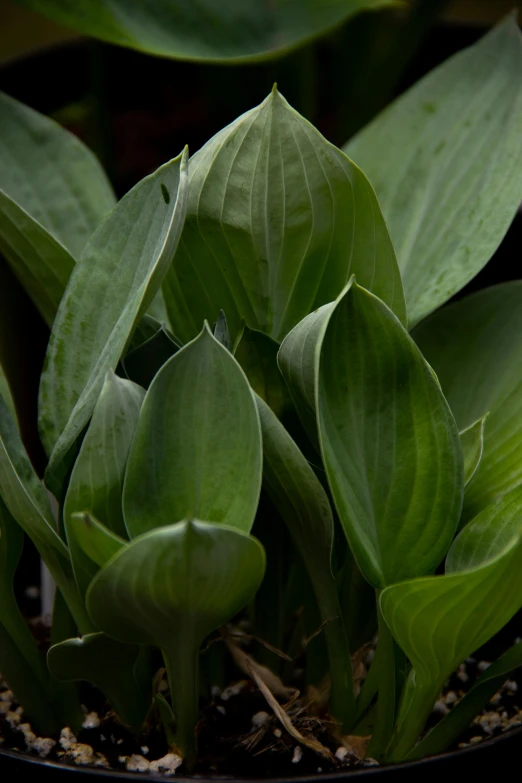 a close up of a plant in a pot, by David Simpson, botanic foliage, muted green, hearts, long petals