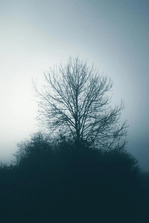 a lone tree sitting on top of a hill, unsplash contest winner, romanticism, soft grey and blue natural light, bare trees, dark and misty, paul barson