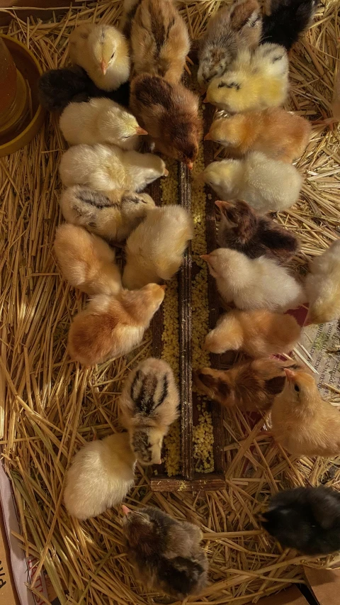 a bunch of chickens that are in a basket, by Matt Cavotta, reddit, close-up from above, wisconsin, tail raised, low quality photo