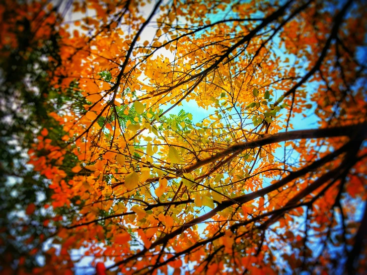 the sun shines through the leaves of a tree, a picture, by Echo Chernik, precisionism, orange and teal color, iphone picture, low angle!!!!, vermont fall colors