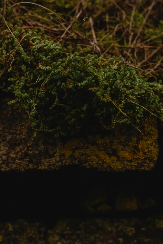 a cat sitting on top of a moss covered rock, inspired by Elsa Bleda, unsplash, australian tonalism, plants inside cave, dark green water, low quality photo, overgrown plants