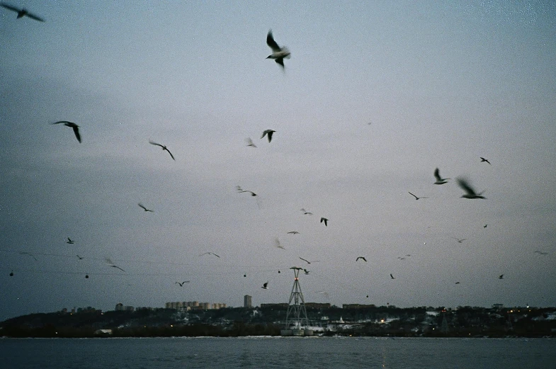 a flock of birds flying over a body of water, an album cover, pexels contest winner, hurufiyya, disposable film, harbor, fishing, lo fi