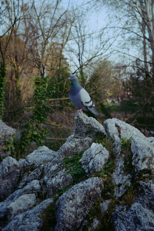 a pigeon sitting on top of a pile of rocks, lush surroundings, shot on kodak ektar, calmly conversing 8k, doves : : rococo