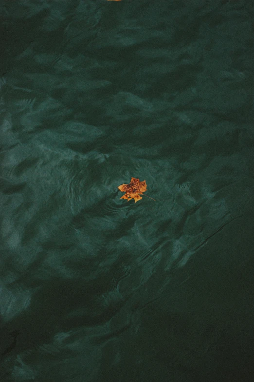 a leaf floating on top of a body of water, an album cover, inspired by Elsa Bleda, unsplash contest winner, ignant, loneliness, 15081959 21121991 01012000 4k, a high angle shot